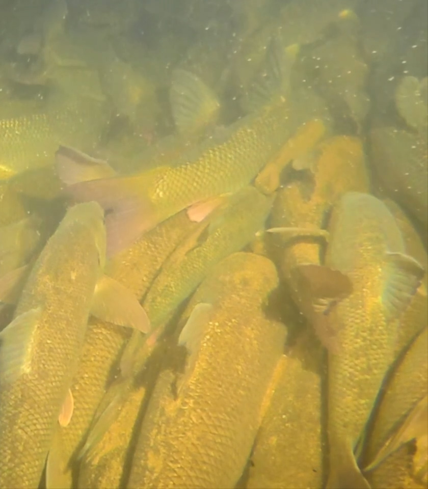 Sampling in Spodnja Vižinga (Vuhred)