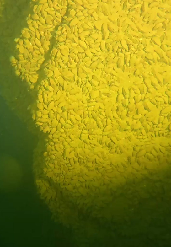 Sampling at the deepest peak of the river